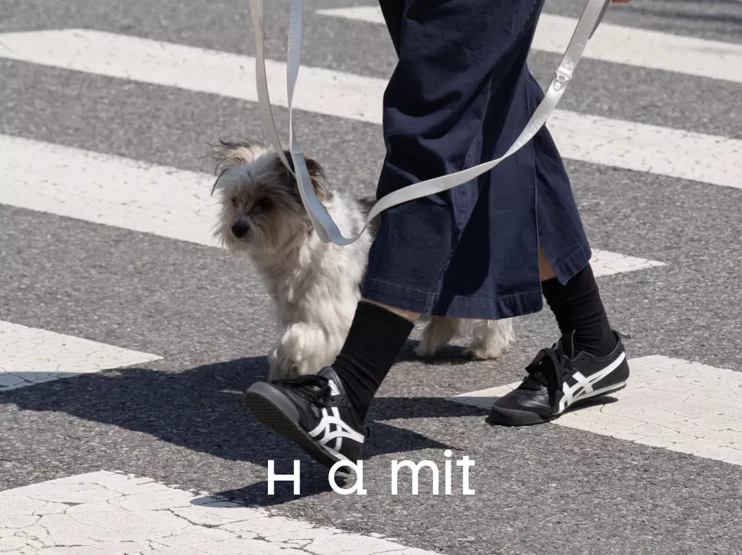 반려인과 반려견이 함께 있는 하밋의 일상 장면